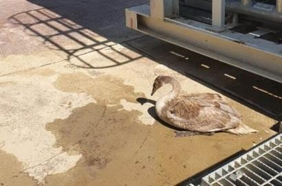 Батыста еңбек адамдары аққуды құтқарып, үйіріне қосты