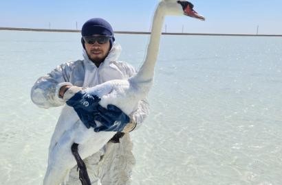 Қошқарлық мұнайшылар бес жұп аққуды құтқарды. Әсерлі көрініс 