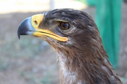 Биоразнообразие