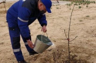 Эмбинцы приняли активное участие в объявленной Президентом РК общенародной акции по высадке саженцев