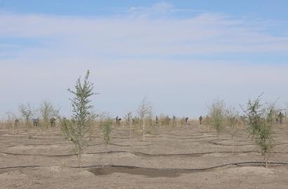 «Эмбамунайгаз» провел акцию «Посади дерево»  